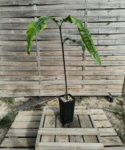 Alpinia rugosa
