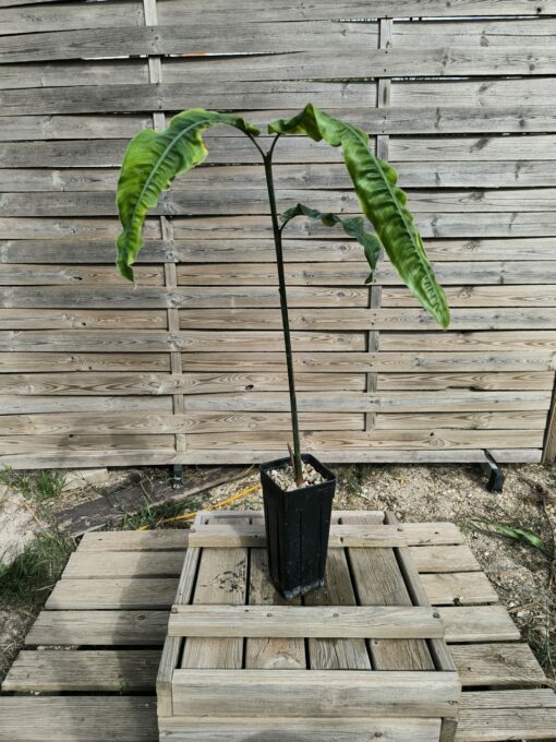 Alpinia rugosa