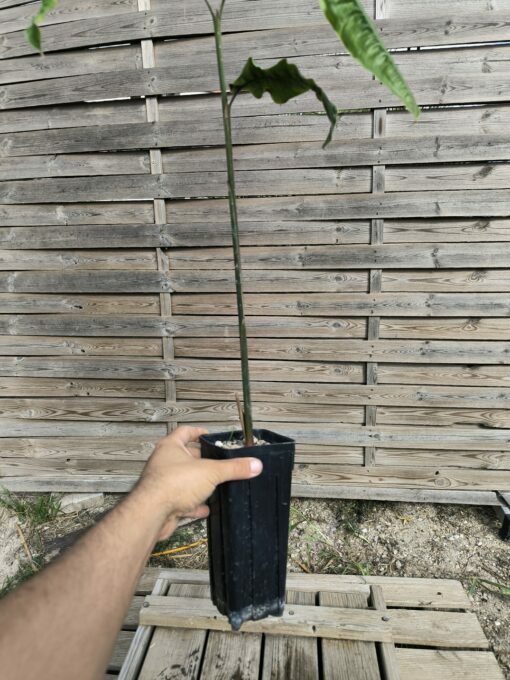 Alpinia rugosa – Image 6