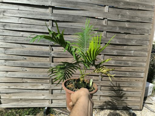 Cycas armstrongii greffé sur C. revoluta – Image 10