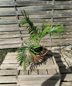 Alternative view of Cycas armstrongii grafted onto C. revoluta