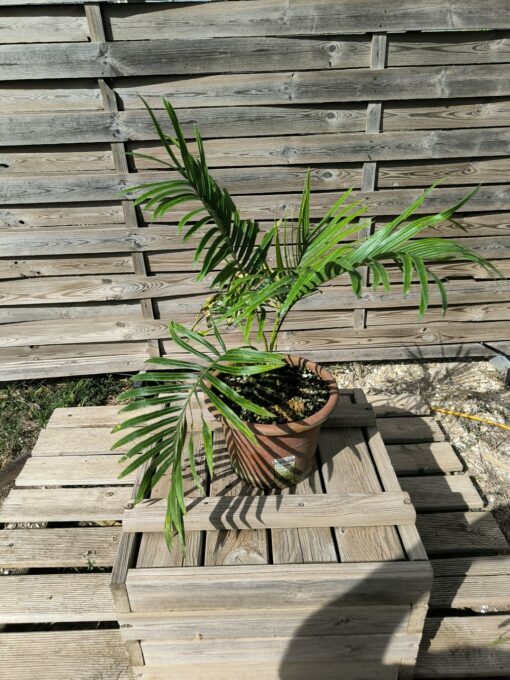 Cycas armstrongii greffé sur C. revoluta – Image 2