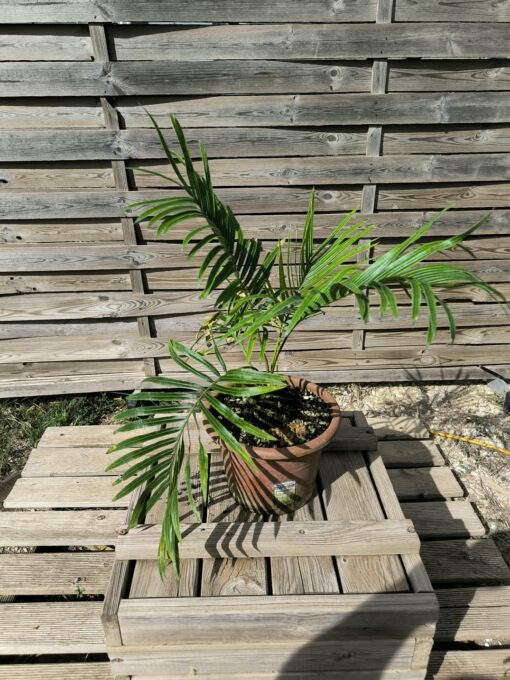 Cycas armstrongii greffé sur C. revoluta – Image 4