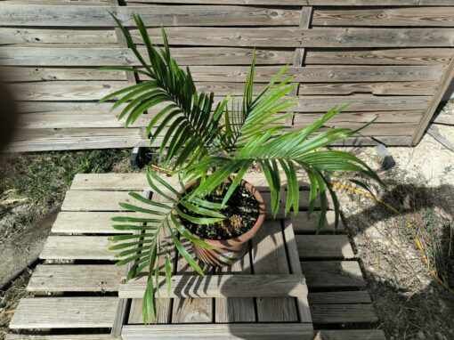 Cycas armstrongii greffé sur C. revoluta – Image 3