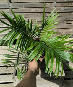Cycas armstrongii grafted onto C. revoluta