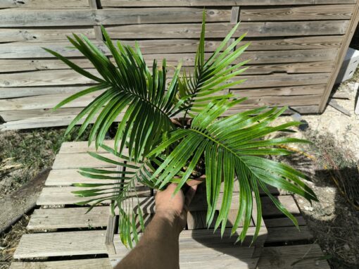 Cycas armstrongii greffé sur C. revoluta