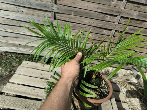 Cycas armstrongii greffé sur C. revoluta – Image 5