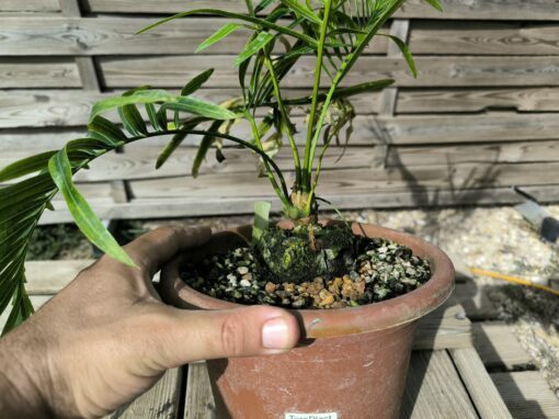 Cycas armstrongii greffé sur C. revoluta – Image 6