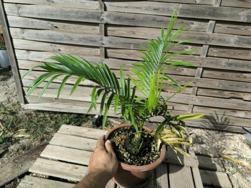 Cycas armstrongii greffé sur C. revoluta – Image 7