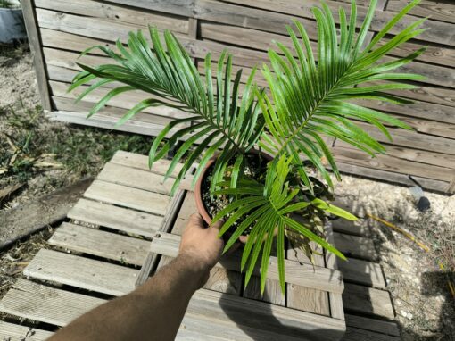 Cycas armstrongii greffé sur C. revoluta – Image 9