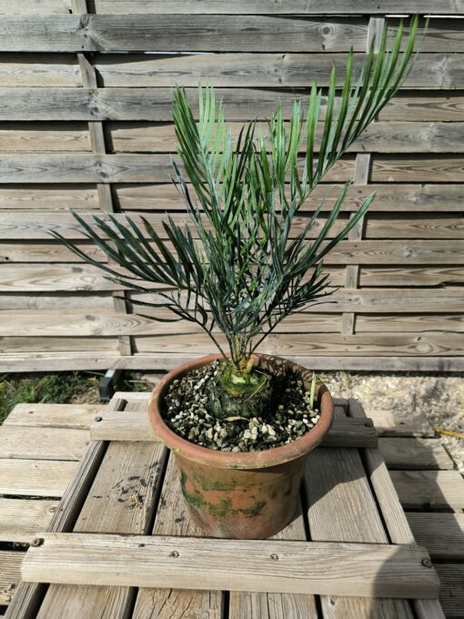 Cycas desolata greffé sur C. revoluta
