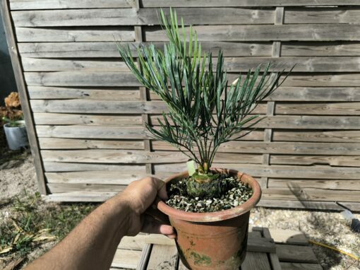 Cycas desolata greffé sur C. revoluta – Image 5