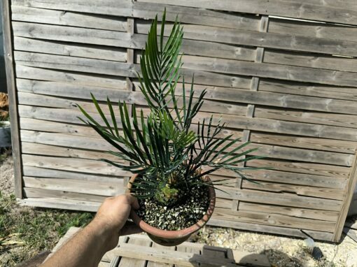 Cycas desolata greffé sur C. revoluta – Image 4