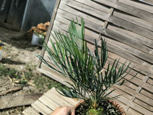 Cycas desolata greffé sur C. revoluta – Image 3