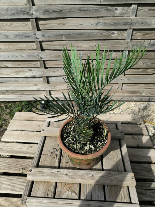 Cycas desolata greffé sur C. revoluta – Image 2