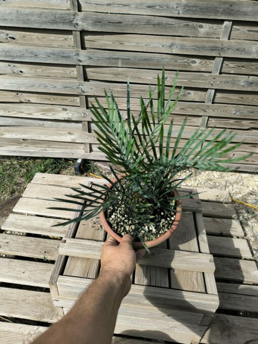 Cycas desolata greffé sur C. revoluta – Image 12