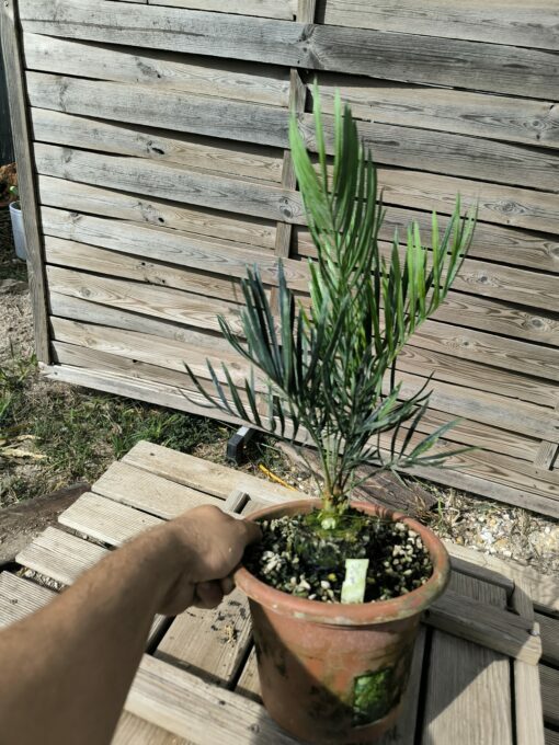 Cycas desolata greffé sur C. revoluta – Image 11