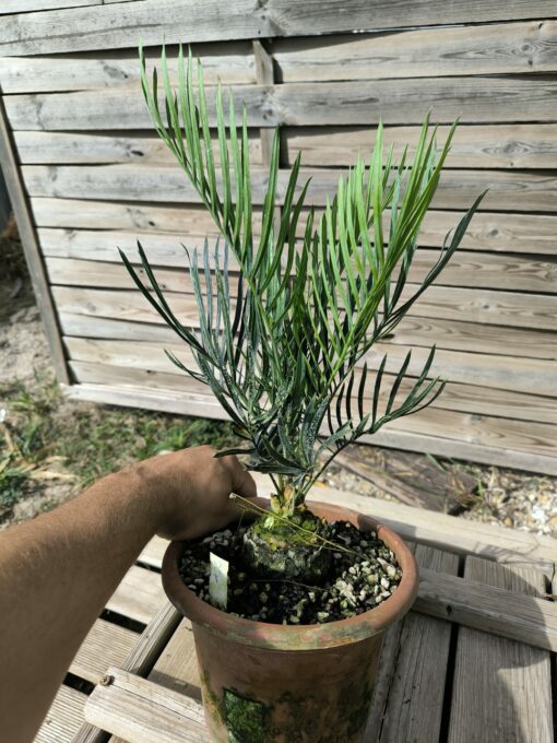 Cycas desolata greffé sur C. revoluta – Image 10