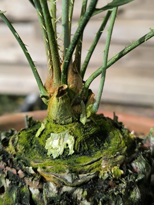 Cycas desolata greffé sur C. revoluta – Image 9