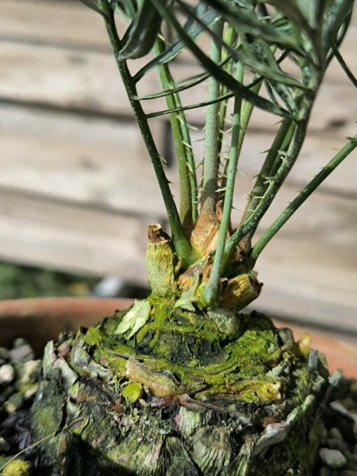 Cycas desolata greffé sur C. revoluta – Image 8