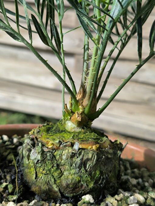 Cycas desolata greffé sur C. revoluta – Image 7