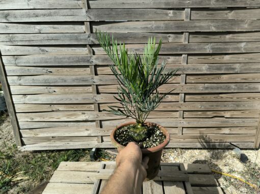 Cycas desolata greffé sur C. revoluta – Image 6