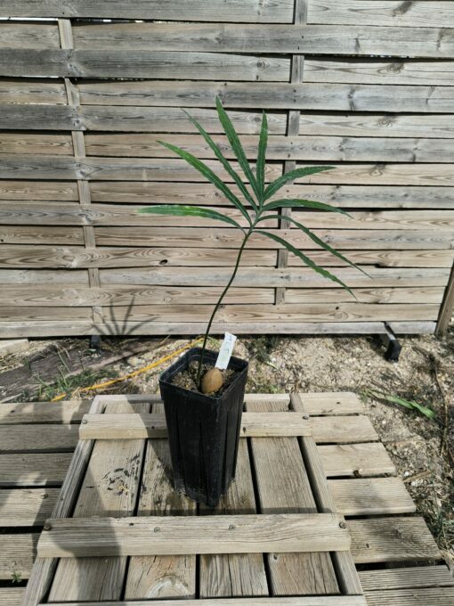 Cycas falcata – Image 3