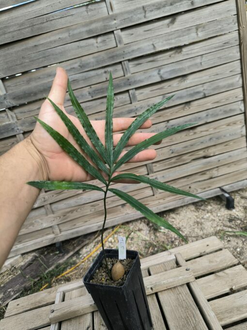 Cycas falcata – Image 4