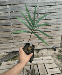 Cycas falcata