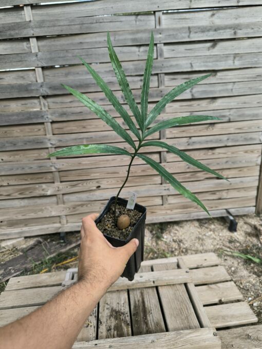Cycas falcata