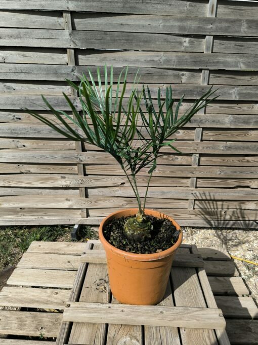 Cycas megacarpa grafted onto C. revoluta - Image 4