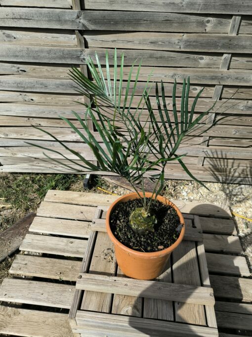 Cycas megacarpa grafted onto C. revoluta - Image 2