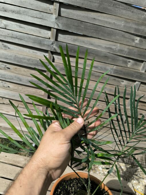 Cycas megacarpa grafted onto C. revoluta - Image 3