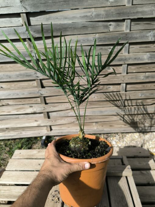 Cycas megacarpa grafted onto C. revoluta - Image 5