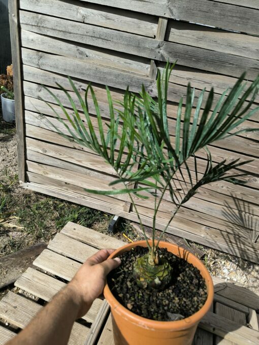 Cycas megacarpa grafted onto C. revoluta - Image 6