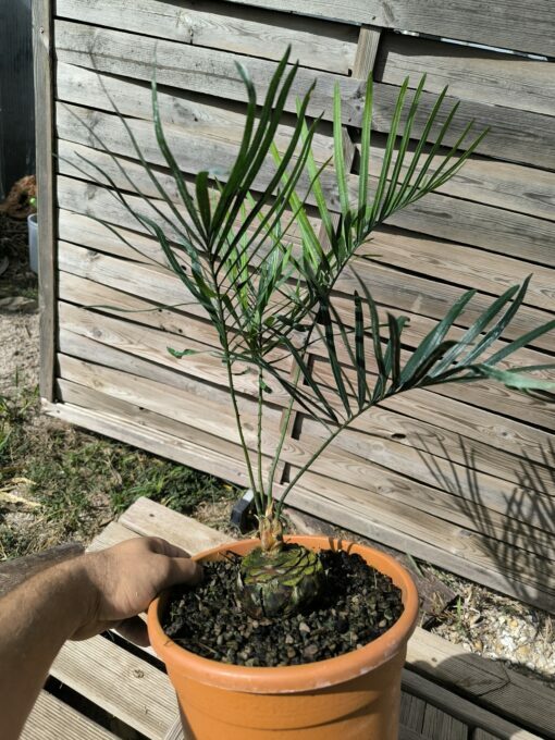 Cycas megacarpa grafted onto C. revoluta - Image 7