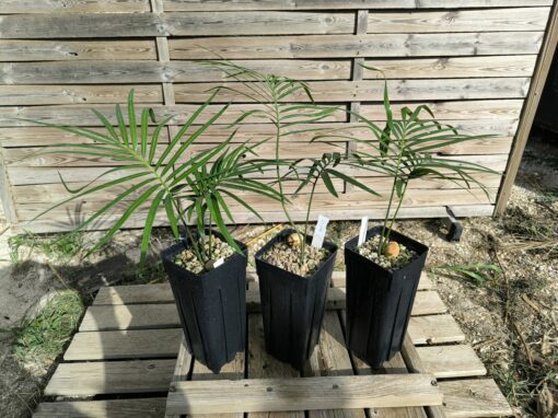 Cycas revoluta x hoabinhensis – Image 7