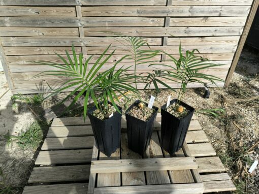 Cycas revoluta x hoabinhensis – Image 8