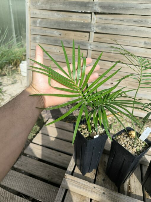 Cycas revoluta x hoabinhensis – Image 9