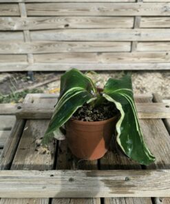 Alternative view of Kaempferia galanga Variegata