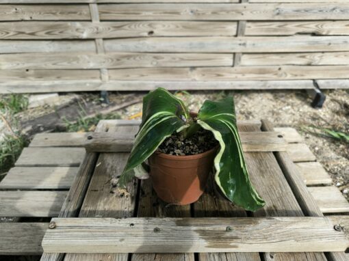 Kaempferia galanga Variegata – Image 2