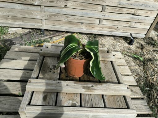 Kaempferia galanga Variegata – Image 3
