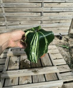Kaempferia galanga Variegata
