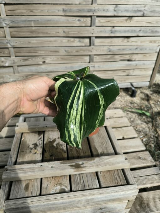 Kaempferia galanga Variegata