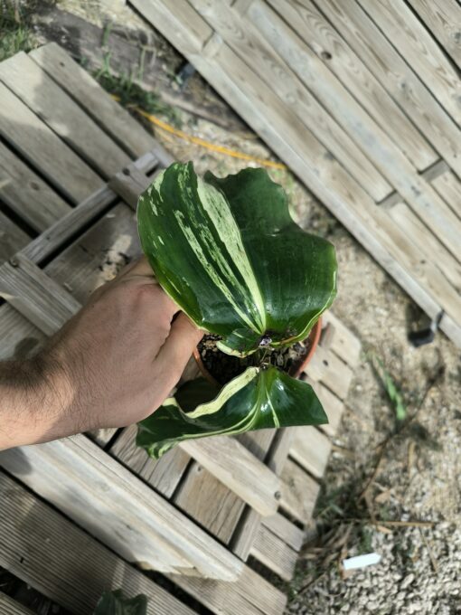 Kaempferia galanga Variegata – Image 5