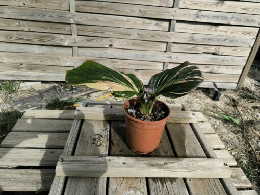 Kaempferia sp. Variegata - Image 2