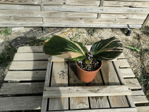 Kaempferia sp. Variegata - Image 3