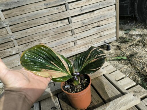 Kaempferia sp. Variegata - Image 4