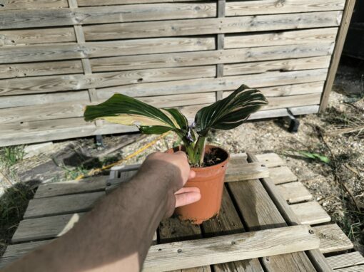Kaempferia sp. Variegata - Image 5