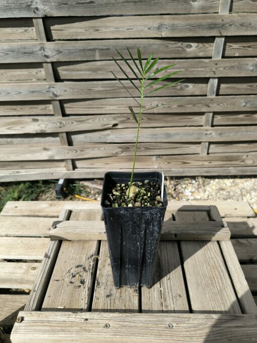 Macrozamia cardiacensis - Image 4